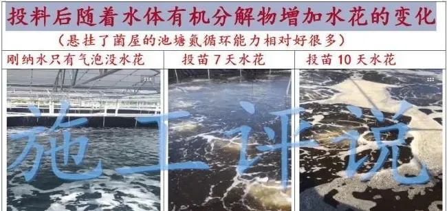 看池塘水花就能知道水质如何？水产养殖户如何掌握这个诀窍？