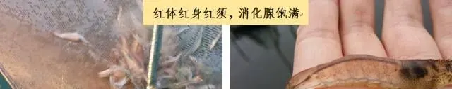 持续暴雨转晴后如何判断池塘情况，做到对症下药