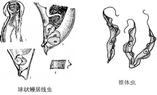 鱼病知识--寄生虫性疾病的诊断