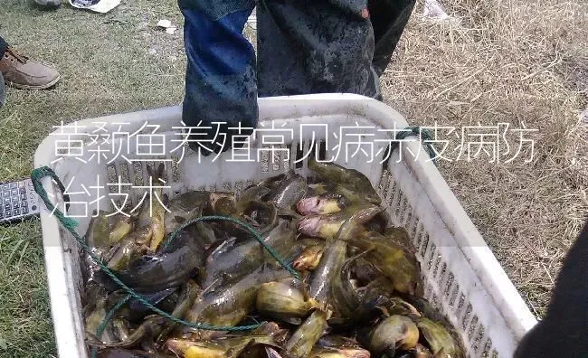 黄颡鱼养殖常见病赤皮病防治技术 | 淡水养殖