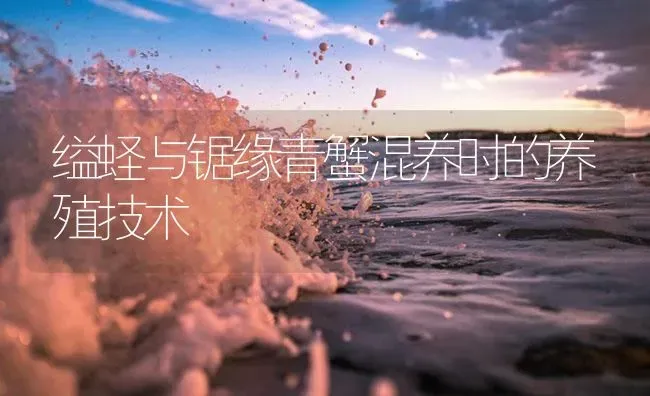 缢蛏与锯缘青蟹混养时的养殖技术 | 海水养殖