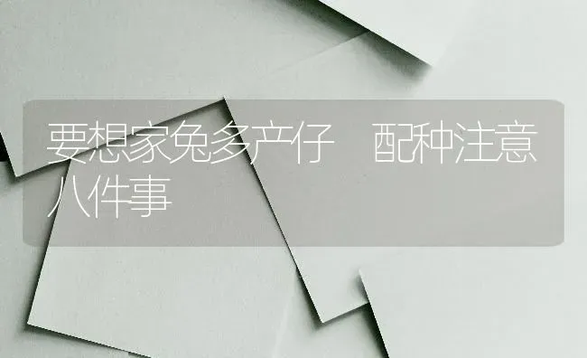 要想家兔多产仔 配种注意八件事 | 家畜养殖