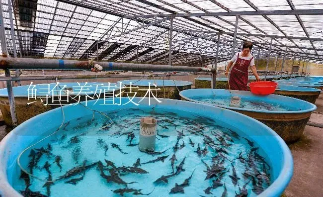 鲟鱼养殖技术 | 淡水养殖