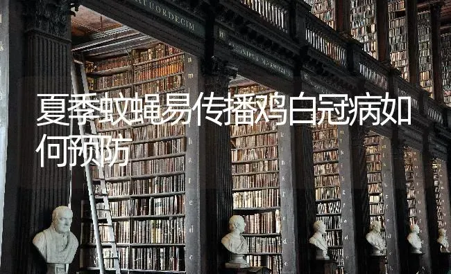 夏季蚊蝇易传播鸡白冠病如何预防 | 家禽养殖