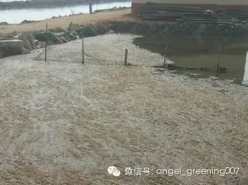 池塘青苔的危害与预防方法