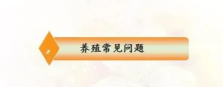 海南东方市感城镇日本对虾养殖模式分享