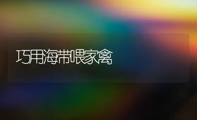 巧用海带喂家禽 | 家禽养殖