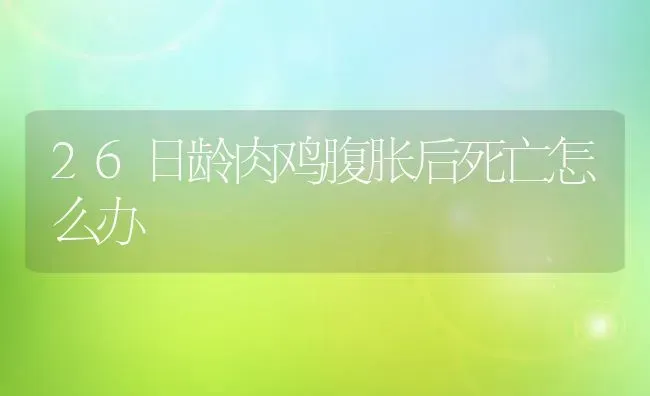 26日龄肉鸡腹胀后死亡怎么办 | 家禽养殖