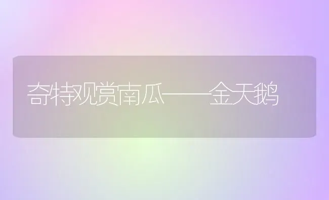 奇特观赏南瓜——金天鹅 | 家禽养殖