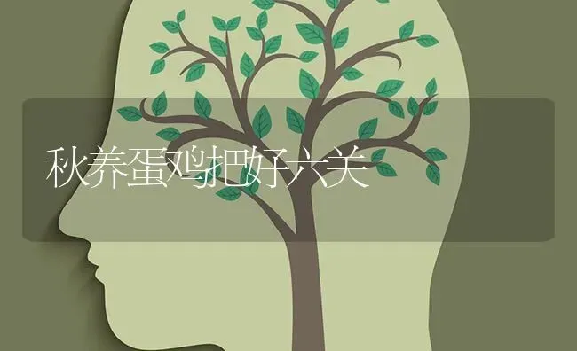 秋养蛋鸡把好六关 | 家禽养殖