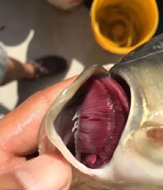 细菌和病毒引起鲤鱼烂鳃的区别和防治方法