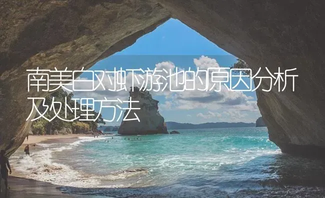 南美白对虾游池的原因分析及处理方法 | 海水养殖