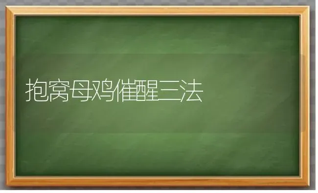 抱窝母鸡催醒三法 | 家禽养殖