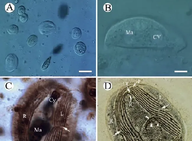 Vet Parasitol，两种感染中国淡水鱼的斜管虫的流行病学及鉴定