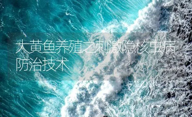 大黄鱼养殖之刺激隐核虫病防治技术 | 海水养殖