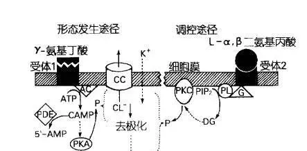 鲍鱼的“着陆”之旅：影响鲍鱼浮游幼体的附着和变态的因素介绍