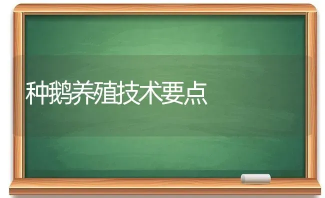 种鹅养殖技术要点 | 家禽养殖