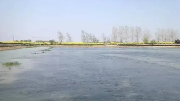 河蟹养殖户应该如何选择栽种什么水草？