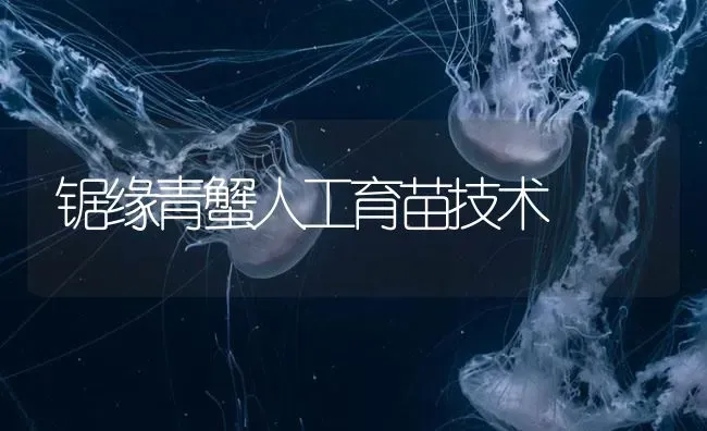 锯缘青蟹人工育苗技术 | 海水养殖