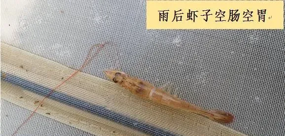持续暴雨转晴后如何判断池塘情况，做到对症下药