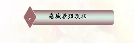 海南东方市感城镇日本对虾养殖模式分享