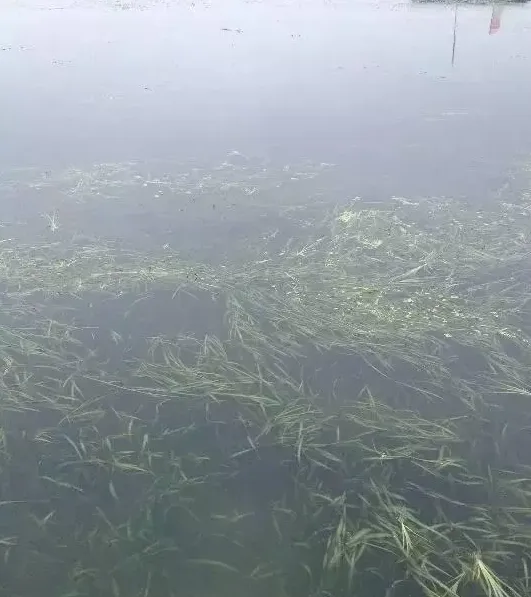 河蟹养殖户应该如何选择栽种什么水草？