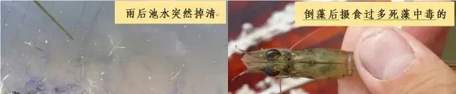 持续暴雨转晴后如何判断池塘情况，做到对症下药