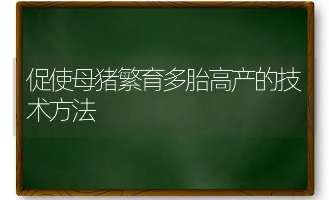 促使母猪繁育多胎高产的技术方法 | 家畜养殖