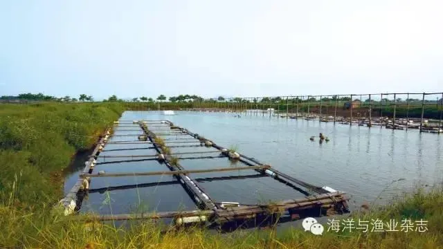 海水鱼龙趸和淡水鱼花鲢如何混养出高收益？