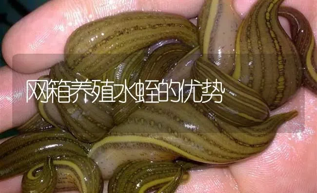 网箱养殖水蛭的优势 | 特种养殖