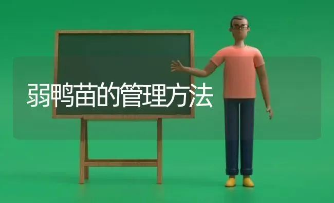 弱鸭苗的管理方法 | 家禽养殖