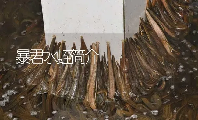 暴君水蛭简介 | 动物养殖百科