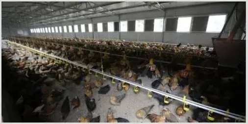 养卢氏鸡赚钱吗？卢氏鸡养殖利润及前景 | 动物养殖资料
