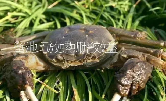 蟹池巧放螺蛳增效益 | 淡水养殖