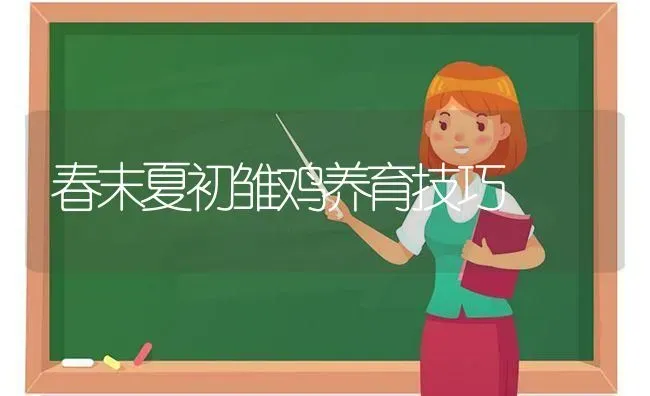 春末夏初雏鸡养育技巧 | 家禽养殖