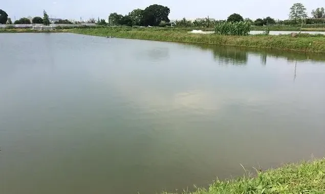 广东中山南美白对虾养殖户处理蓝藻水实例分享