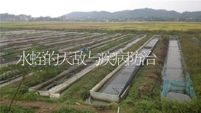 水蛭的天敌与疾病防治 | 特种养殖