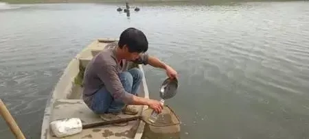 多雨季节南美白对苗期护理的几个注意事项