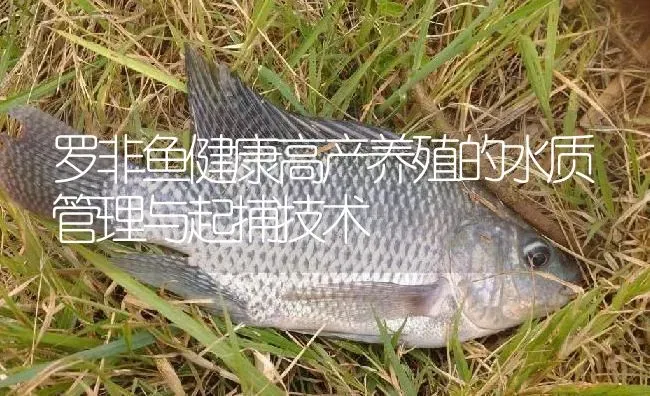 罗非鱼健康高产养殖的水质管理与起捕技术 | 淡水养殖