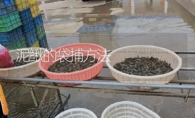 泥鳅的袋捕方法 | 淡水养殖