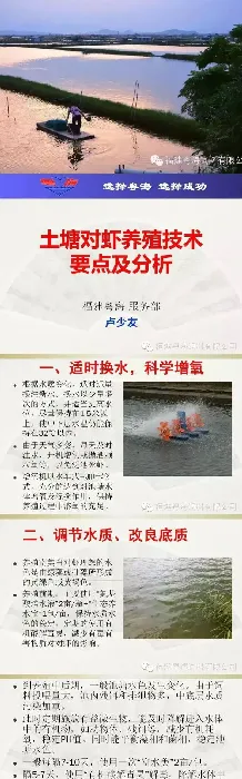 土塘南美白对虾养殖技术要点及分析