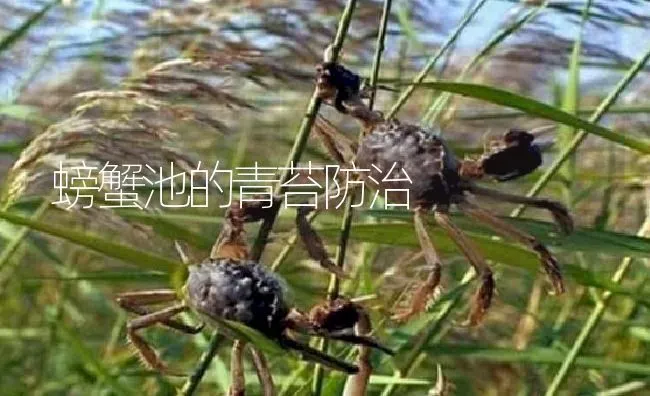 螃蟹池的青苔防治 | 淡水养殖