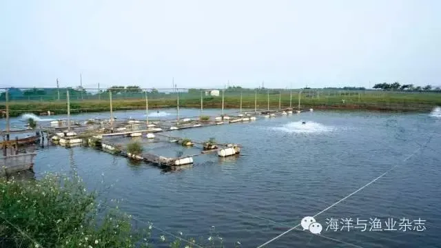 海水鱼龙趸和淡水鱼花鲢如何混养出高收益？