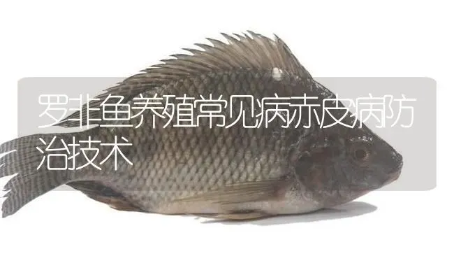 罗非鱼养殖常见病赤皮病防治技术 | 淡水养殖