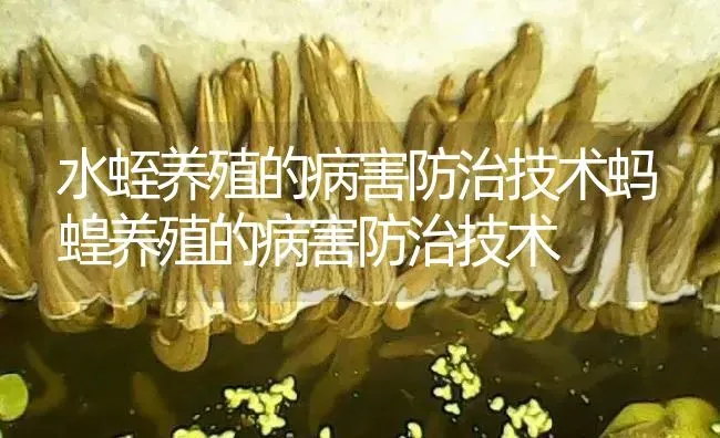 水蛭养殖的病害防治技术蚂蝗养殖的病害防治技术 | 特种养殖