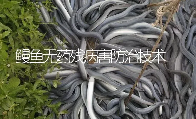 鳗鱼无药残病害防治技术 | 养殖病虫害防治