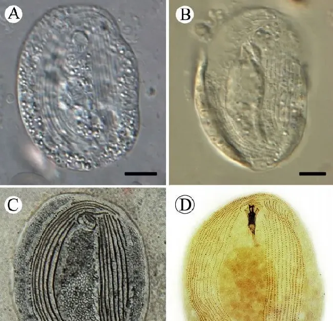 Vet Parasitol，两种感染中国淡水鱼的斜管虫的流行病学及鉴定