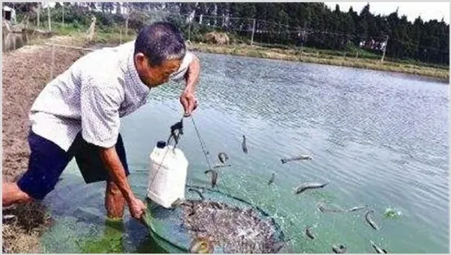 草虾怎么养殖 | 动物养殖资料
