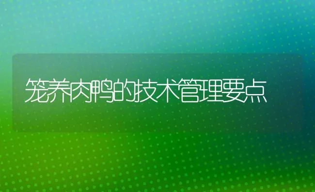 笼养肉鸭的技术管理要点 | 家禽养殖