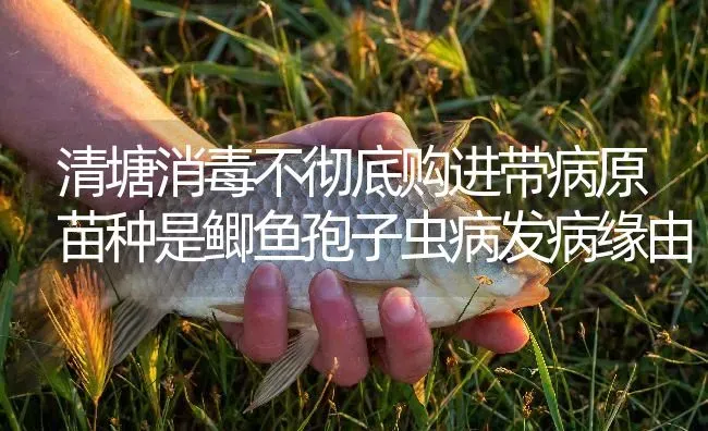 清塘消毒不彻底购进带病原苗种是鲫鱼孢子虫病发病缘由 | 淡水养殖